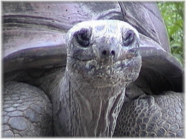 ALDABRA TORTOISE 0100